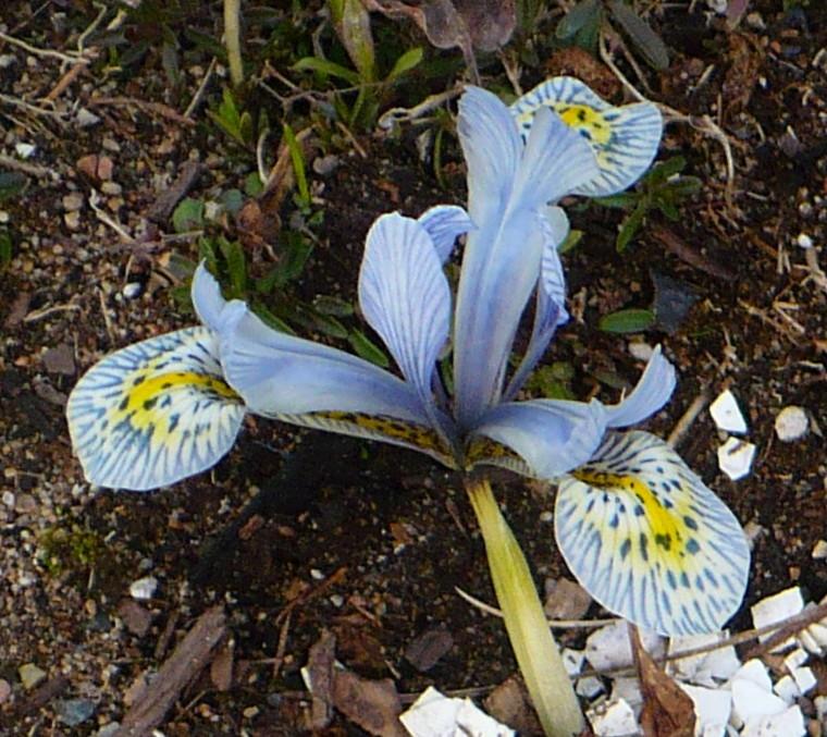 Photo of Reticulated Iris (Iris 'Katharine Hodgkin') uploaded by HemNorth