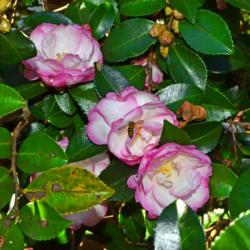 Location: Botanical Gardens of the State of Georgia...Athens, Ga
Date: 2017-10-03
Leslie Ann - Sasanqua Camellia 001