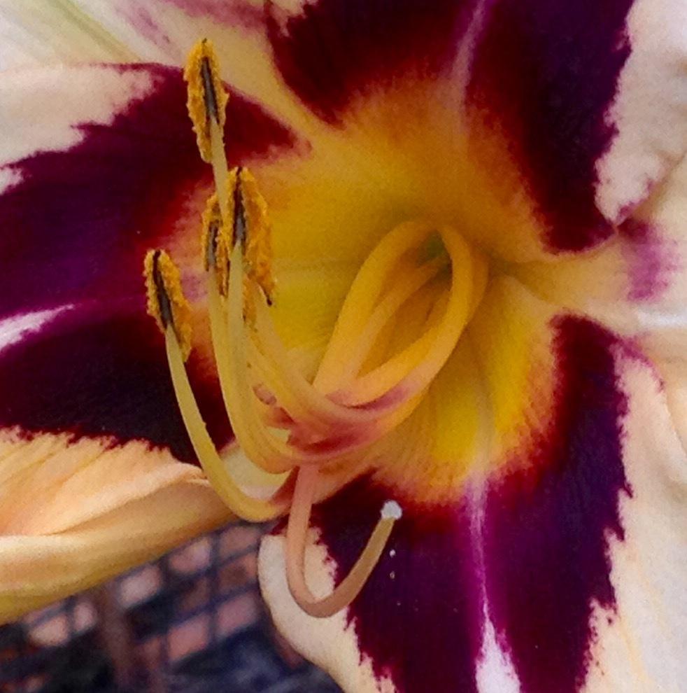 Photo of Daylily (Hemerocallis 'Egyptian Queen') uploaded by csandt