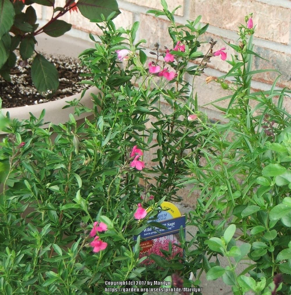Photo of Autumn Sage (Salvia greggii 'Wild Thing') uploaded by Marilyn