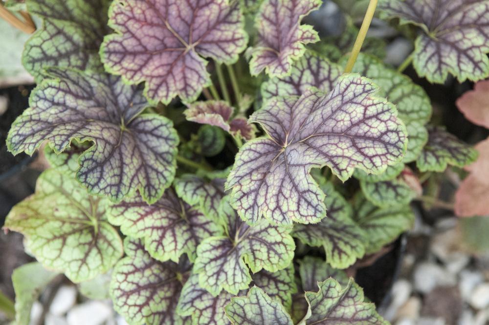 Photo of Coral Bells (Heuchera americana 'Green Spice') uploaded by cliftoncat