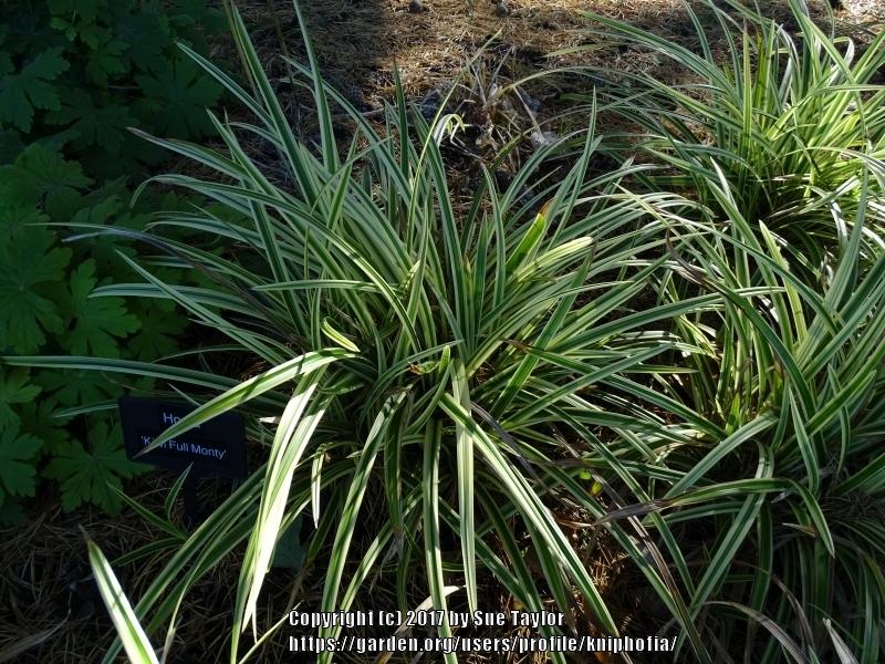 Photo of Japanese Grass Sedge (Carex morrowii 'Ice Dance') uploaded by kniphofia