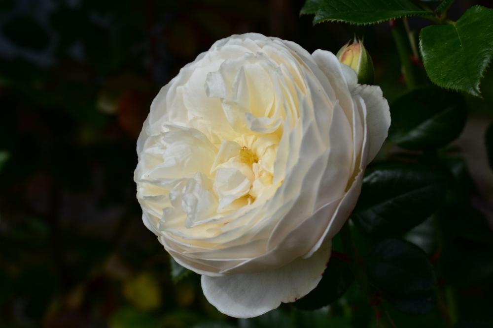 Photo of Rose (Rosa 'Artemis') uploaded by sunnyvalley