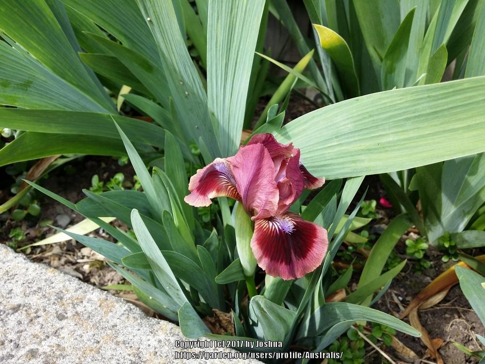 Photo of Standard Dwarf Bearded Iris (Iris 'Cat's Eye') uploaded by Australis