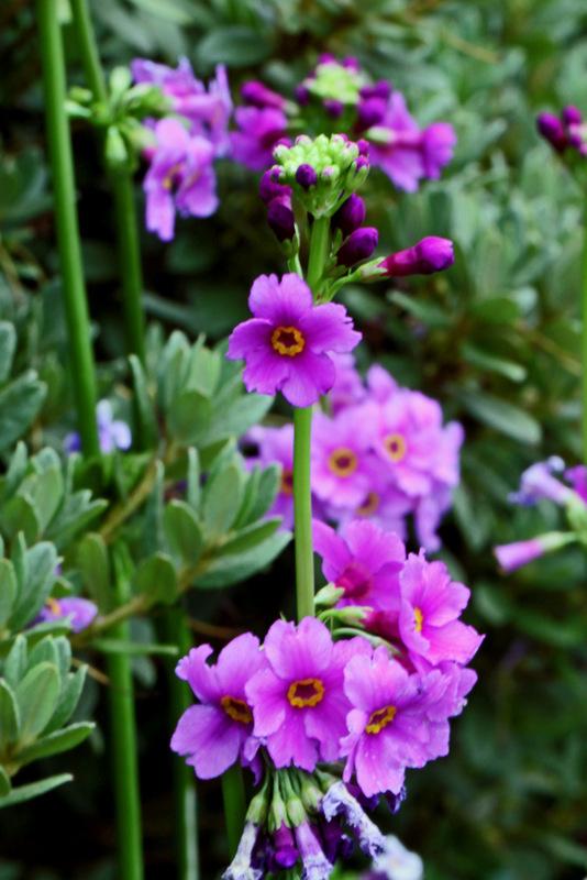 Photo of Candelabra Primrose (Primula poissonii) uploaded by RuuddeBlock