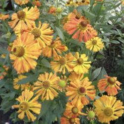 Location: Aurora, On
Date: 2017-09-16
A very dependable helenium. Like other tall helenium, it gets sho