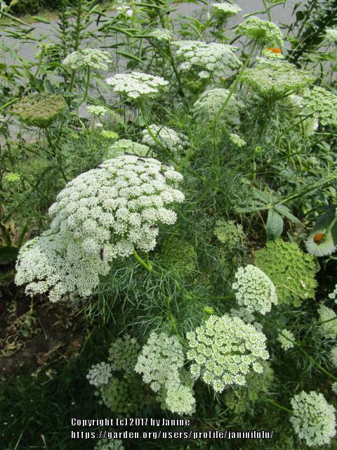 Photo of False Queen Anne's Lace (Visnaga daucoides 'Green Mist') uploaded by janinilulu