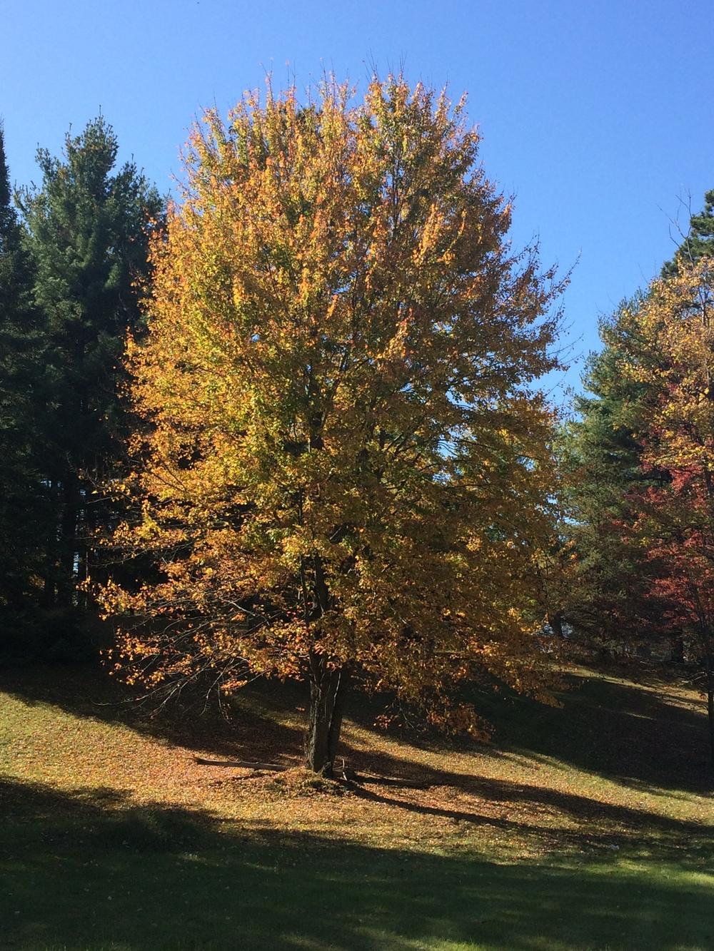 Photo of Sugar Maple (Acer saccharum) uploaded by beaumbra001