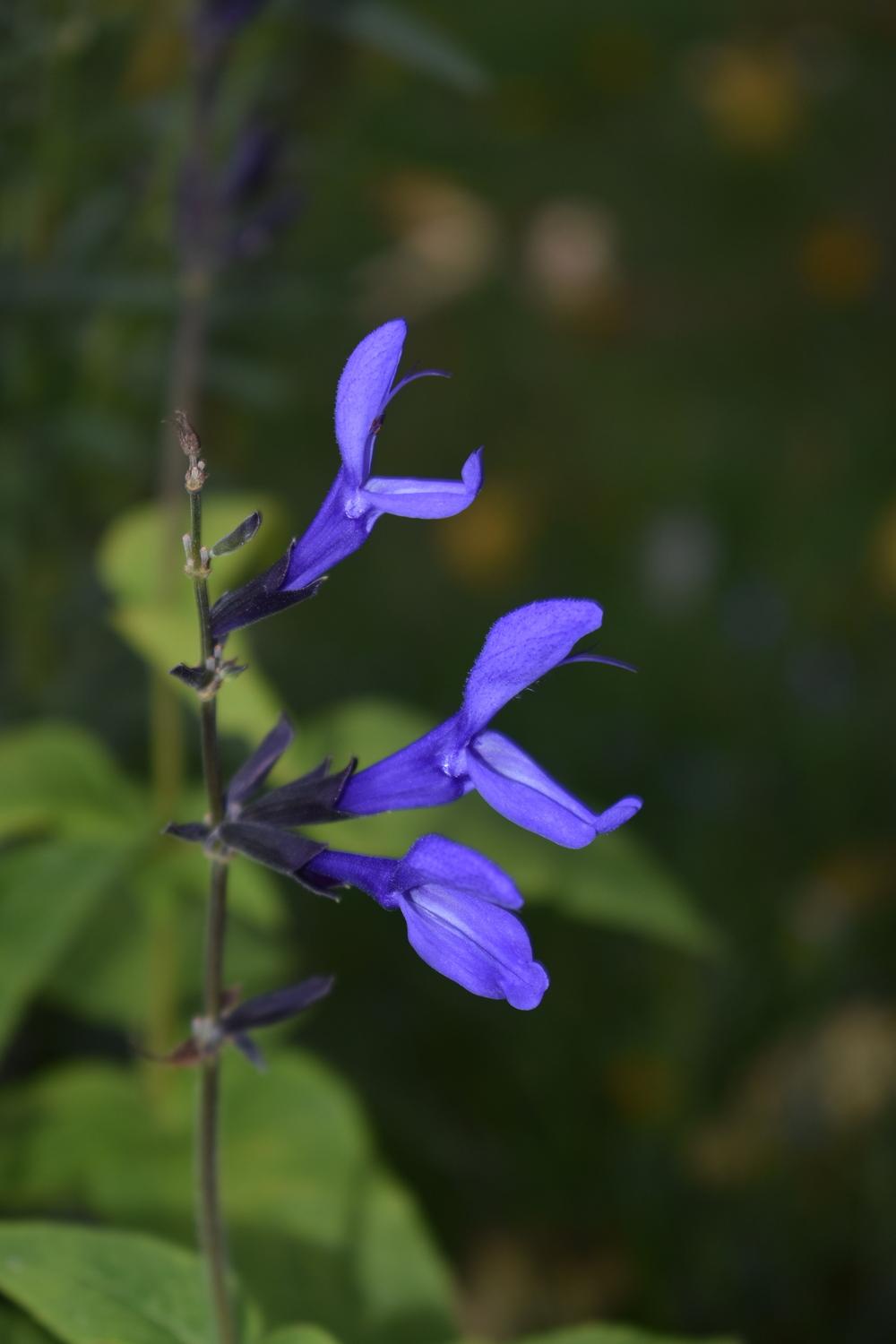 Photo of Anise-Scented Sage (Salvia coerulea 'Black and Blue') uploaded by pixie62560