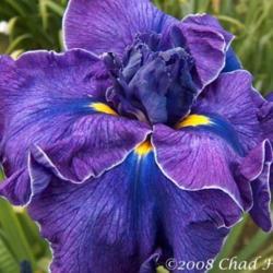 Location: Washougal, WA
Date: 2008
Photo courtesy of Mt. Pleasant Iris Farm, posted with permission