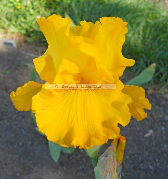 Photo of Tall Bearded Iris (Iris 'Yield') uploaded by TBMan
