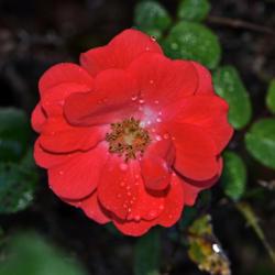Location: Botanical Gardens of the State of Georgia...Athens, Ga
Date: 2017-10-09
Coral Drift Rose 001