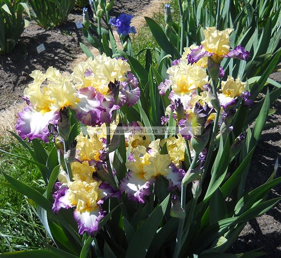 Photo of Tall Bearded Iris (Iris 'Day on the Bay') uploaded by TBMan
