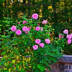 Location: Botanical Gardens of the State of Georgia...Athens, Ga
Date: 2017-10-10
Belinda's Dream Rose 007