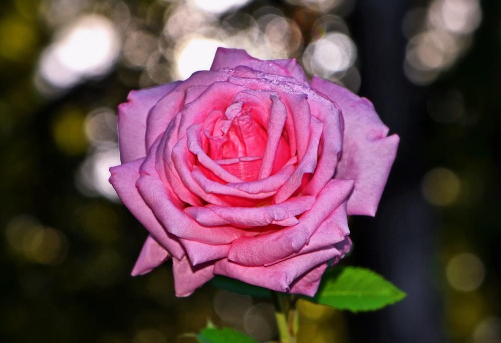 Photo of Rose (Rosa 'Belinda's Dream') uploaded by dawiz1753