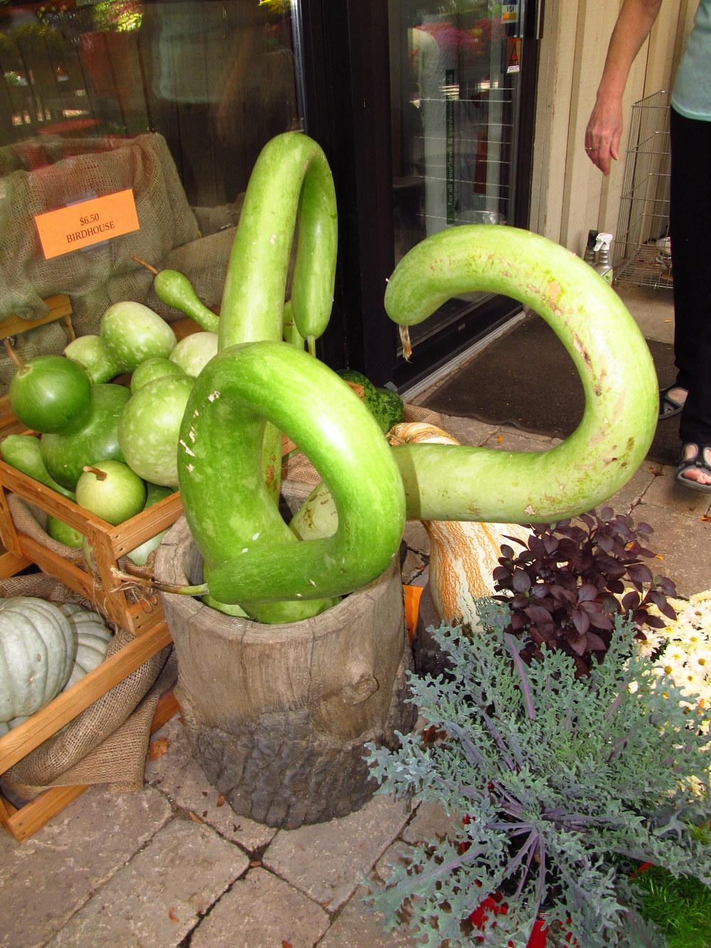 Photo of Gourds, Squashes and Pumpkins (Cucurbita) uploaded by jmorth