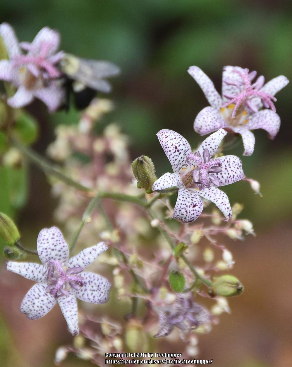 Photo of Toad Lily (Tricyrtis hirta 'Miyazaki') uploaded by treehugger