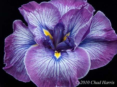 Photo of Japanese Iris (Iris ensata 'Celestial Emperor') uploaded by Lestv