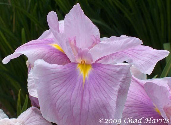 Photo of Japanese Iris (Iris ensata 'Coho') uploaded by Lestv