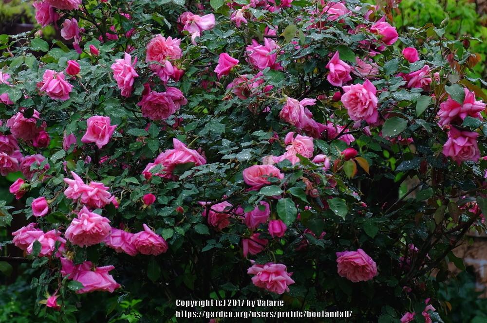 Photo of Rose (Rosa 'General Schablikine') uploaded by bootandall