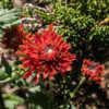 "Chrysanthemum 'High Regards', 2017, Hardy Garden Cushion [Mum] #