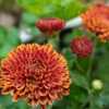 "Chrysanthemum 'Little Rascal', 2016, Hardy Garden [#Mum] , krih-