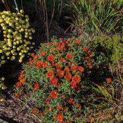 Location: Clinton, Michigan 49236
Date: 2017-10-11
"Chrysanthemum 'High Regards', 2017, Hardy Garden Cushion [Mum] #