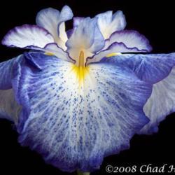 Location: Washougal, WA
Date: 2008
Photo courtesy of Mt. Pleasant Iris Farm, posted with permission