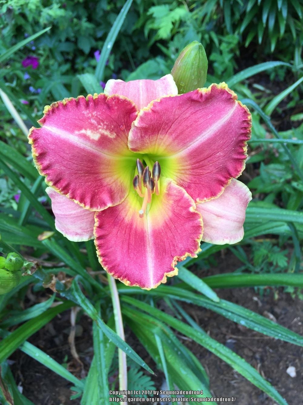 Photo of Daylily (Hemerocallis 'Better than Ever') uploaded by Sequoiadendron4