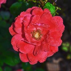 Location: Botanical Gardens of the State of Georgia...Athens, Ga
Date: 2017-10-12
Coral Drift Rose 005