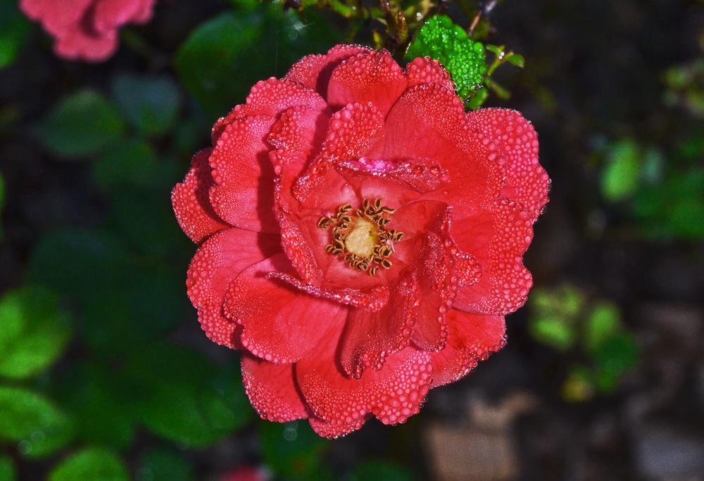 Photo of Rose (Rosa 'Coral Drift') uploaded by dawiz1753