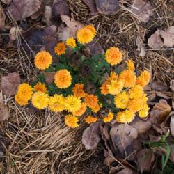 Location: Clinton, Michigan 49236
Date: 2017-10-12
"Chrysanthemum 'Zonta', 2017, Hardy Garden [Mum] #chrysanthemum, 
