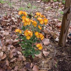 Location: Clinton, Michigan 49236
Date: 2017-10-12
"Chrysanthemum 'Dolliette', 2017, Hardy Garden [Mum] #chrysanthem
