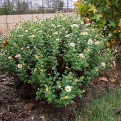Location: Clinton, Michigan 49236
Date: 2017-10-12
"Chrysanthemum rubellum 'Venus', 2017, Hardy Garden [Mum] #chrysa