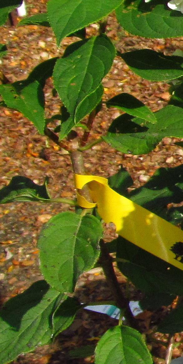 Photo of Panicle Hydrangea (Hydrangea paniculata Limelight™) uploaded by jmorth