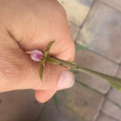 Location: Fort Myers Beach, FL
Date: 2017-10-13
Tiny pink & white flower
