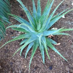 Location: Hamilton Square Garden, Historic City Cemetery, Sacramento CA.
Date: 2017-10-12
Gold Tooth Aloe (Aloe x spinosissima) purchase from UCD Arboretum