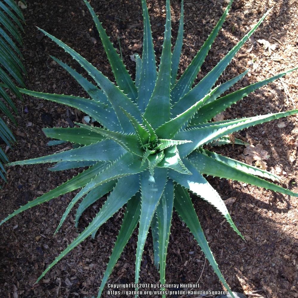 Photo of Aloes (Aloe) uploaded by HamiltonSquare