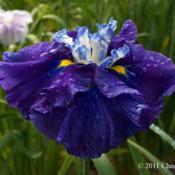 Photo courtesy of Mt. Pleasant Iris Farm, posted with permission