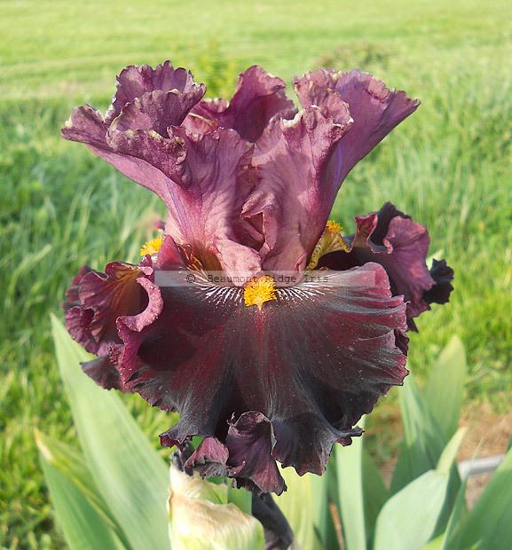 Photo of Tall Bearded Iris (Iris 'Buccaneer's Prize') uploaded by TBMan
