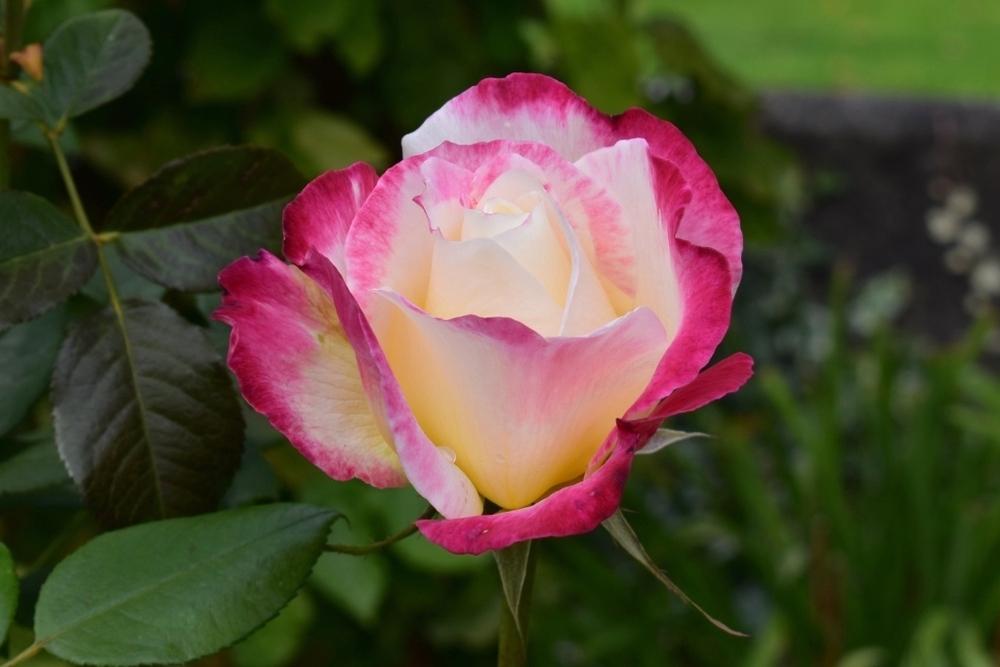 Photo of Hybrid Tea Rose (Rosa 'Double Delight') uploaded by sunnyvalley