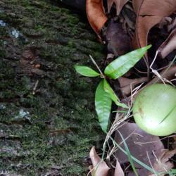 Location: Sumatera Indonesia
Date: 2017-10-13
seedling, bark on base of tree,  unripe fruit