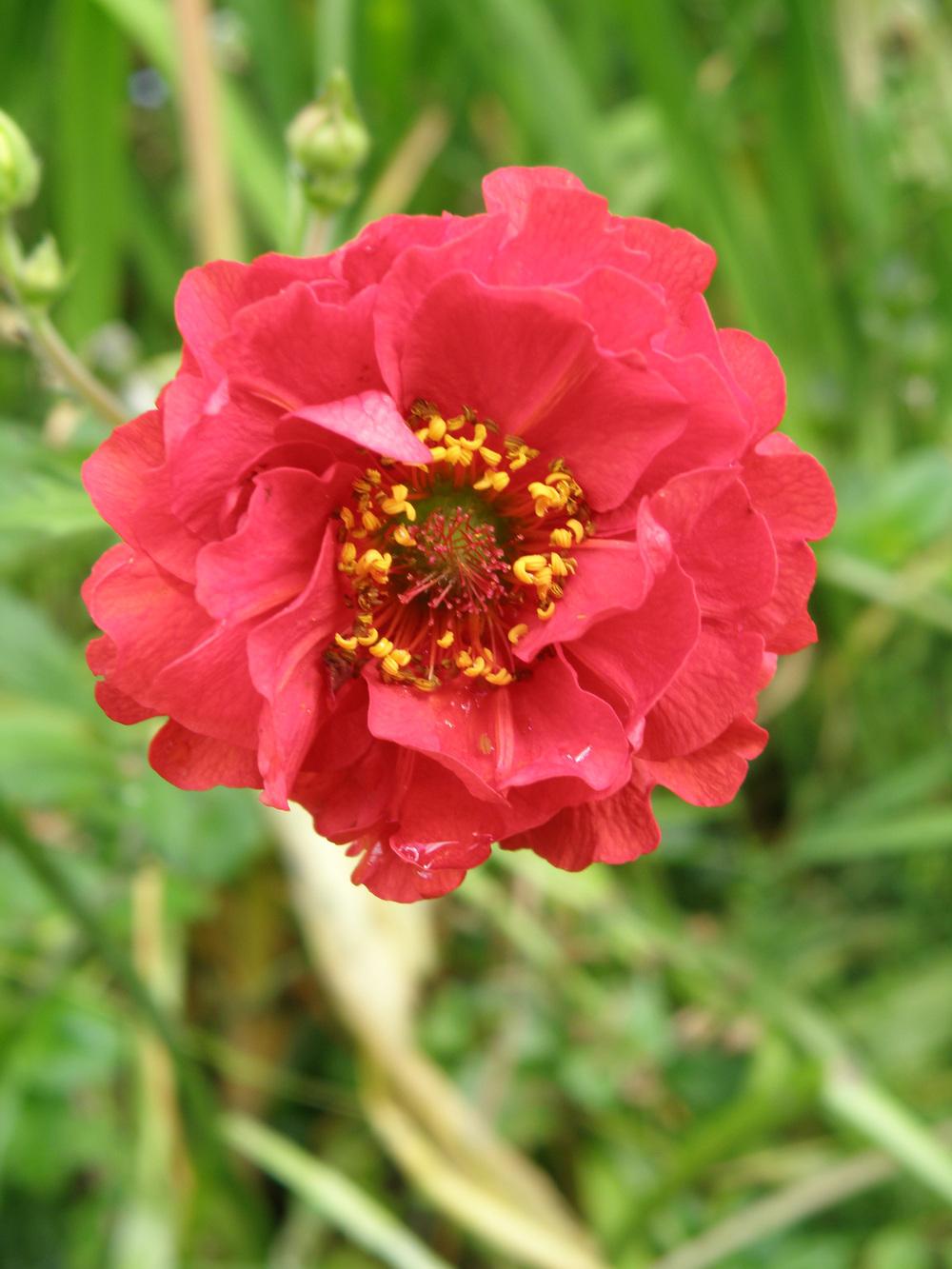 Photo of Geum 'Flames of Passion' uploaded by IrisLilli