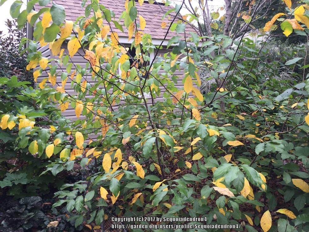 Photo of Spicebush (Lindera benzoin) uploaded by Sequoiadendron4