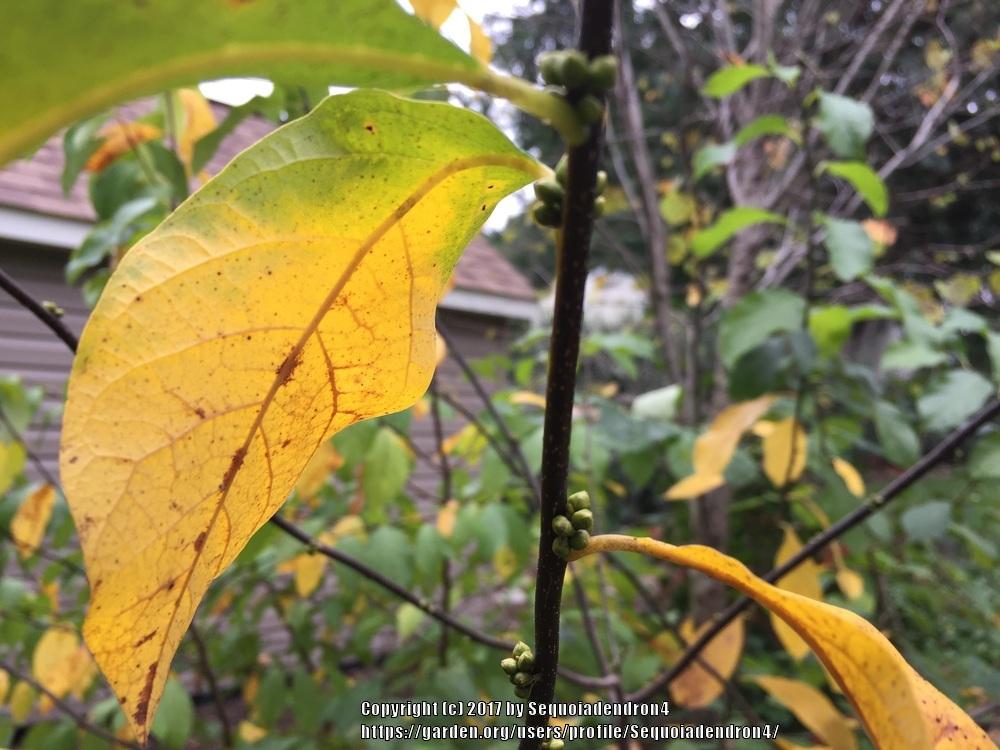 Photo of Spicebush (Lindera benzoin) uploaded by Sequoiadendron4