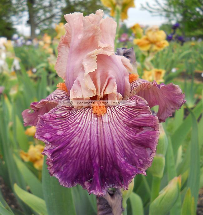 Photo of Tall Bearded Iris (Iris 'Full of Magic') uploaded by TBMan