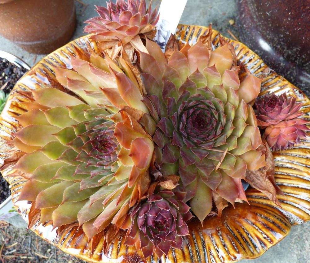 Photo of Hen and Chick (Sempervivum 'Positively Glowing') uploaded by MelissaHopper