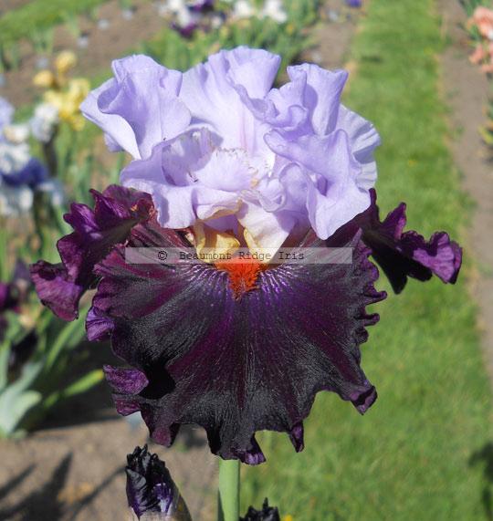 Photo of Tall Bearded Iris (Iris 'Full Figured') uploaded by TBMan
