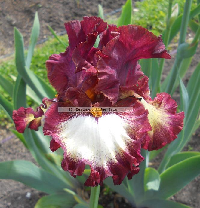 Photo of Tall Bearded Iris (Iris 'Class Ring') uploaded by TBMan