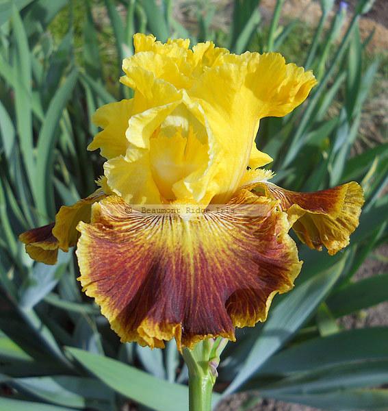 Photo of Tall Bearded Iris (Iris 'French Riviera') uploaded by TBMan